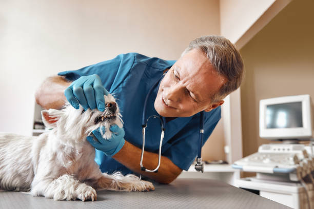 Best Broken or Chipped Tooth Repair in Valdosta, GA